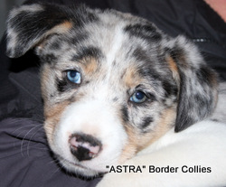 Blue Merle Tricolour FEMALE border collie puppy